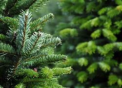 Image result for Snr Christmas Tree