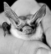 Image result for Cute Bat Pet