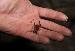 Image result for Cave Cricket