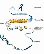 Image result for Chromatin Loop Ring
