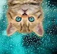 Image result for Cat with White Background Meme