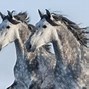 Image result for Ancient War Horse Breeds