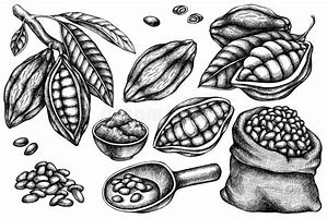 Image result for Cocoa Clip Art Black and White