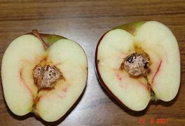 Image result for Apple Core Rot