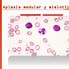 Image result for hematolog�a
