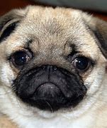 Image result for A Baby Pug