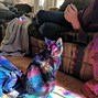 Image result for Real Rainbow Cats