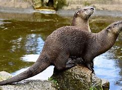Image result for Mexican Otter