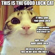 Image result for Funny Cat Good Luck