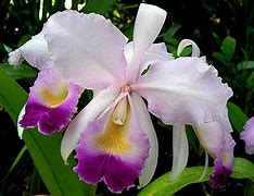 Image result for Columbia National Flower