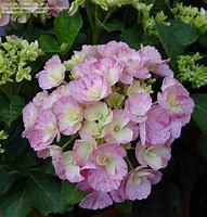 Image result for Hydrangea macrophylla SWEET MARSHMELLOW