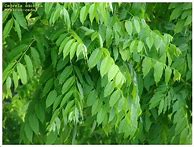 Image result for Mexican Cedar