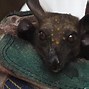 Image result for African Fruit Bat