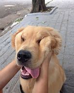 Image result for Cute Puppy Squish