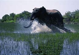 Image result for African Safari Screensaver