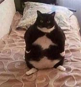 Image result for Fat Cat Reaction Meme