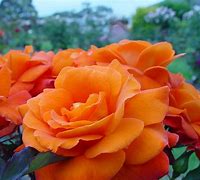 Image result for Orange Hybrid Tea Rose