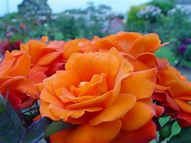 Image result for Orange Hybrid Tea Rose