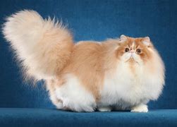Image result for Chocolate Persian Cat