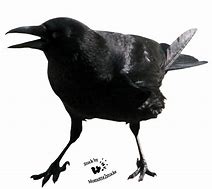 Image result for Funny Crow Pictures