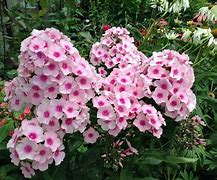 Image result for Phlox Bright Eyes (Paniculata-Group)