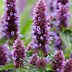 Image result for Aconitum Purple Sparrow