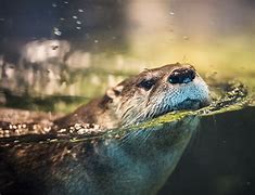 Image result for Otter Wallpaper Northern Lights