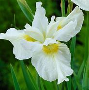 Resultado de imagem para Iris sibirica Jelle [J.S.]
