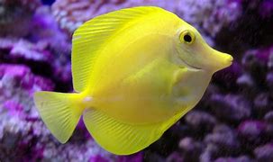 Image result for Cute Fish Wallpaper for iPhone