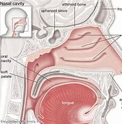 Image result for What Does the Inside of Your Nose Look Like