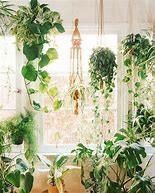 Image result for Live Hanging Plants Indoors