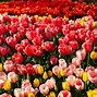 Image result for Lisse Tulip Fields