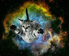 Image result for Galaxy Cat