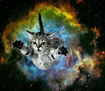 Image result for Cat Universe Screensaver
