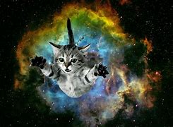 Image result for Funny Galaxy Cat