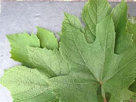 Image result for Grape Vine Mishapen Leaves