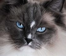 Image result for Cute Ragdoll Cats