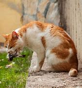Image result for Cat Eating Bird