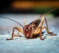 Image result for Where Can I Get Live Crickets