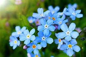 Image result for Forget Me Nots Images TempZone