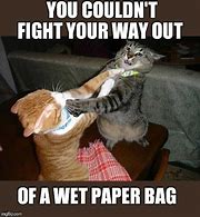 Image result for Combat Cat Meme