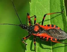 Image result for Most Dangerous Bugs On Earth