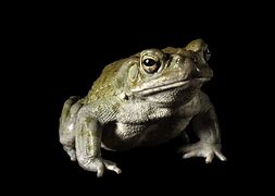 Image result for bufo