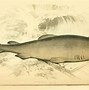 Image result for Greenland Shark Photography