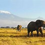 Image result for Kenya Jungle Safari