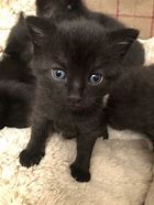 Image result for Black Tabby Cat Kitten