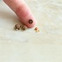 Image result for Clothes Pin Ants
