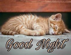 Image result for Cute Little Animals Good Night