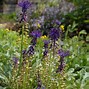 Image result for Muscari comosum