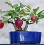 Image result for Apple Tree in Pot